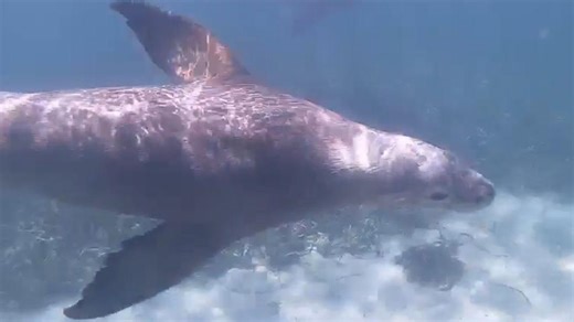 Dolphins and sea lions join lucky swimmers off Rockingham