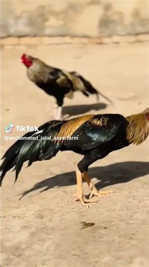 Java murga versus Java murga#foryou #aseelmurga #trendingshorts #vip