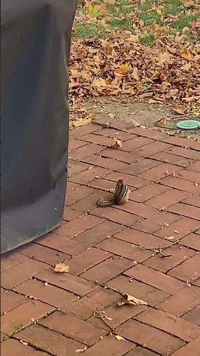 Eastern Chipmunk ITCHING & SCRATCHING Making Sounds #nature #wildlife #video #shortvideo #shorts