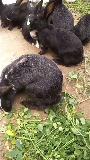 How Millions of Rabbits Are Raised & Processed for Meat &.. 2026