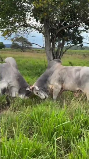 "You won't believe the size of this bull!" "How Nelore Cattle Breeding Works in Brazil 🇧🇷"