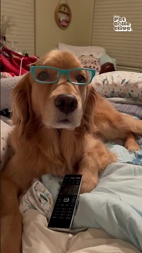 What You NEED To Know about Your Dog's Bad Breath | Pet Pointers