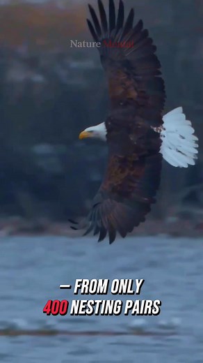 30 reactions · 3 comments | This is the Bald Eagle — America’s...
