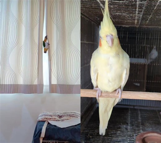 67K views · 642 reactions |  | yellow feather | Facebook