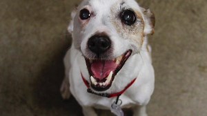 6K views · 370 reactions | Dancing Dog!! Jitterbug sure lives up to her name!! This 12 year old Jack Russell mix packs a lot of dance moves into a tiny package. Since she is 12 years old, her adoption fee is waived for any human 65 years or older!! We are open for adoptions tomorrow from 11:00am-6:00pm, come meet this sweet senior pup!!  | Sacramento SPCA | Facebook