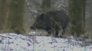 UK Wild Boar Association: What to do if you meet a wild boar