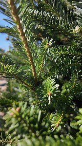 Christmas tree farms across the country, including those right here in Arizona, are feeling the effects of ongoing drought conditions and extreme heat as they work to keep up with holiday demand. | ABC15 Arizona