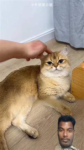 Naughty Cat Can't Find Door🐈 #viral