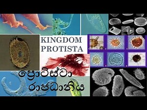 ප්‍රෝටිස්ටා රාජධානිය | Kingdom Protista | A\\L Biology