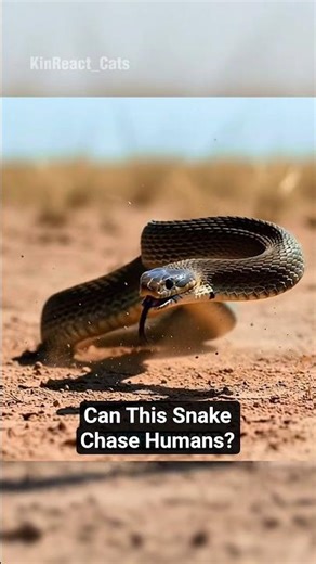 The Deadly Secret of the Black Mamba That's Rarely Known! #facts #animals #uniquefacts