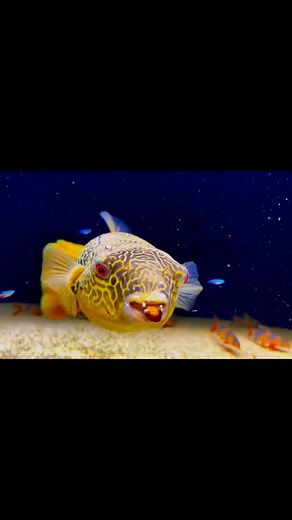 Fish House 🐟 🐠 . . . #love #fishing #pet #cute #aquarium #fish #golden #goldenfish #beautiful #pets #usa #america #monster #UFO #seaworldmime | Golden Fish