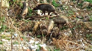 Feral pig gets attacked by feral dogs and is then killed by its own family