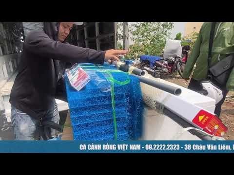 Giao hồ và cá cho anh khách ở Đảo Kim Cương Q2