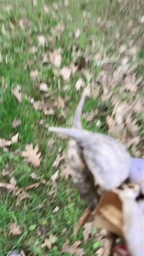 Shark puppet eats random things outside #funny part one 🤣🤯🤮🦈