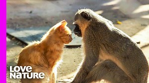 487K views · 8.2K reactions | A few feral kittens wander into a vervet #monkey rehab center and refuse to stay out of the monkey enclosure, what happens next will melt your heart  | Love Nature | Facebook