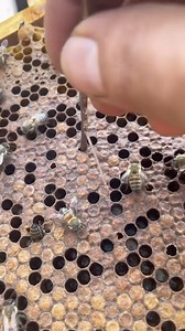 ⚠️Be Aware of American FoulBrood ⚠️ - - - #jarhoney #nature #bees #beekeeping #beekeeper #honey #viral #honeylovers #lebanesehoney #johnyabourjeily #beebeard #kingofqueens #kingofhoney #kingofbees #savethebees #bestbeekeeper #bestbeekeeperintheworld | JAR Honey