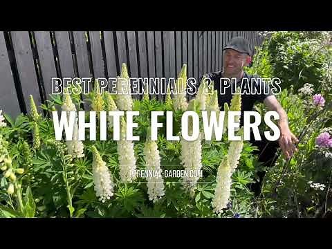 15 White Flowering Perennials & Plants | Perennial Garden