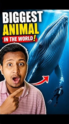 Biggest Animal In The World 😱