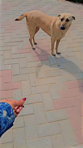 A cute brown dog was so friendly... #youtube #youtubeshorts #shorts #dog #cutedog