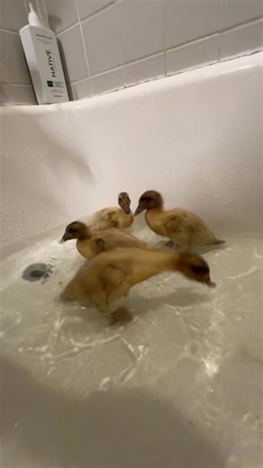 6.4K views · 120 reactions | Splish splash  first bath and they’re lovin’ it!  #ducklings #babyducks #firstbath #ducktok WaddlingWoods | Alyssa Alexander | Facebook