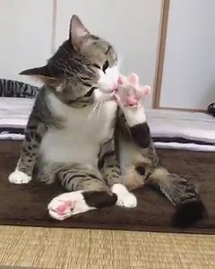 This cat has a habit of biting his nails :D source : www.instagram.com/suzume0513 | Happy Pets Club