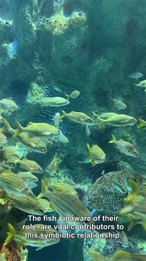 how zero waste circular aquaculture systems reuse fish tank nutrients to grow leafy greens