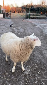 9.5K views · 757 reactions | Good morning from Shaun the sheep doing his walk #sheep #shaunthesheep | Caenhill Countryside Centre | Facebook