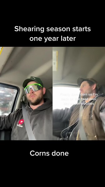 #duet with @Charlie Cunningham #peelinwoolies @thesheepgame @sheepishly.me #sendit