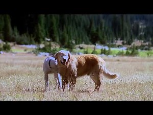 Sassy Back Together 🐶🐶🐱🥺