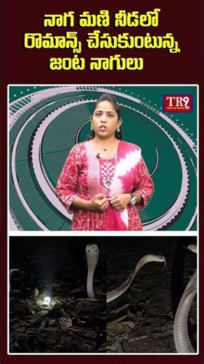 నాగ మణి నీడలో రొమాన్స్ చేసుకుంటున్న జంట నాగులు|| #tr9tv
