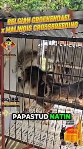 2.5M views · 13K reactions | BELGIAN GROENENDAEL "KYLE" x BELGIAN MALINOIS from our K9 KRONOS line Doc Abel Manalo SDN Dog Food Manalo K9 | Doc Abel Manalo | Facebook