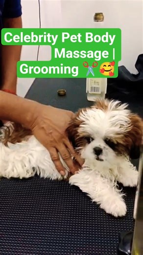 Celebrity Pet Grooming | Body Massage | Complete Care 👌 #viral#shorts#short#trending#pets#popular