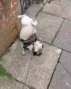 38K views · 182 reactions |  credit @pug_smiles4u #puglife #puglove #pugsofinstagram #pugpuppy #pugstagram #pugoftheday #pugsnotdrugs #puglovers #pugnation #pugworld #pugdog #pugobsessed #puglover #pugfamily #pugmania #pugclub #pugofinstagram #pugcommunity #puggram #pugoftheday | Enhanced Pet Products | Facebook