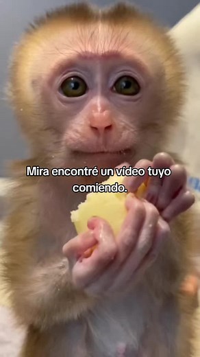 😋👀🤣 #monkey #monkybaby #mono #fyp #humor | Monkey Videos