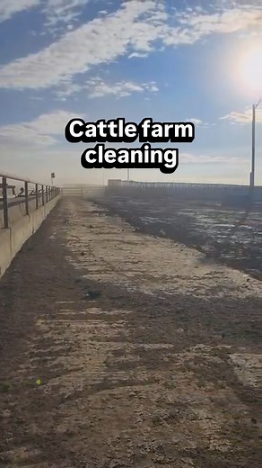 Doesn’t smell like roses but it’s the smell of getting things done. Clean pens and healthy cattle keep our yard running at its best. We’re proud to set the standard for feedlot management in Alberta and Western Canada. | Highway 21 Feeders- Double M Farms