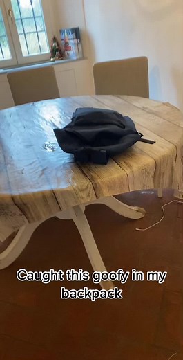 #goofykitten #goofy #funny #cat #catsoftiktok #cats #kitten #funnycat #funnykitten