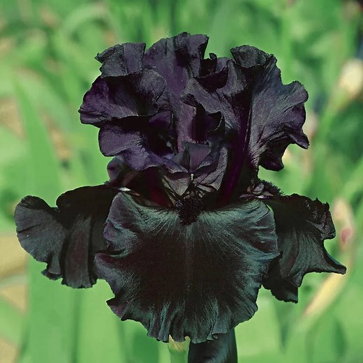 Black Is Black Bearded Iris