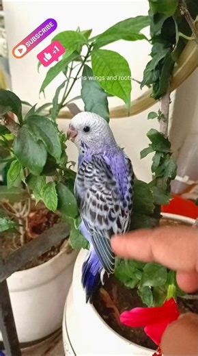 Baby Budgie is very scared 🐦😱🐦😱#youtubeshorts #birds #shortvideo #shots