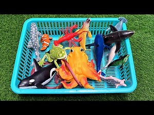 Amazing Deep-Sea Animals: Meet the Ocean's Mysterious Creatures – Fun for Kids!