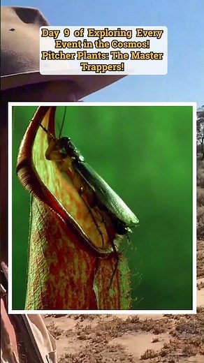 These Plants Eat Insects For Lunch!