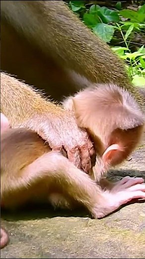 Monkey species:The baby monkey is in the process of being weaned.