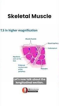 Struggling with muscle histology diagrams? Learn how to draw Skeletal, Cardiac & Smooth muscle .