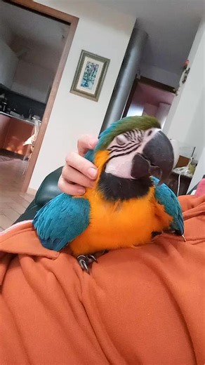 💙💛 meravigliosa creatura! | Cosetta Previato