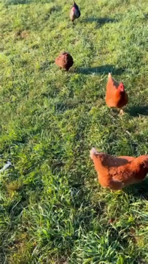 10K views · 570 reactions | We love chickens so much, but they’re...