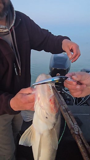 20K views · 304 reactions | Lake Erie HOTcolor!! #walleye #walleyefishing #lakeerie | Brian Wendt Outdoors | Facebook