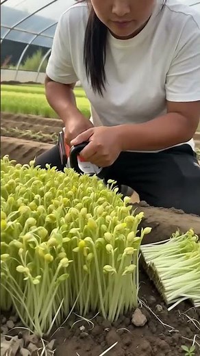 This powerful demonstration showcases a cutting tool being used to efficiently harvest dense young