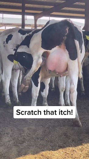Cow finds the perfect scratch for its itch