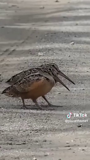 American Woodcock (Meep Bird) #bird #birdlover #meep #dancingbirds #americanwoodcock