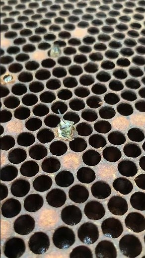 Freshly Hatched Bee 🐝 | Welcome to the World