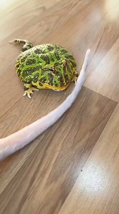 Frog eats cat's tail | NerdLerd